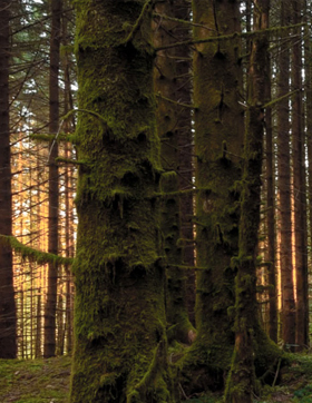 多乐保皇游戏豆领取